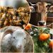 Collage immagini di api, mucca, pecora e mandarini