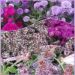 Collage fotografie di fiori viola - Flor Autunno