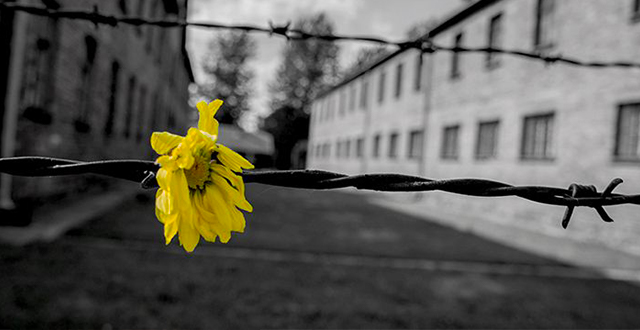 Foto in bianco e nero di campo di concentramento con fiore giallo