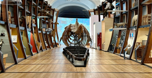 scheletro di balenottera al centro di una sala con pavimenti e pareti in legno - Museo di Scienze Naturali