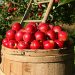 Raccolta delle mele, ceste di legno vicino a pianta