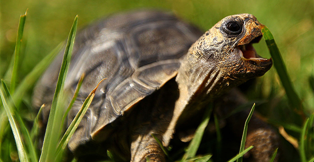 Tartaruga che mangia erba - etologo naturalista