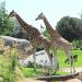 Giraffe a Zoom