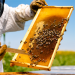Telaio arnia con api - Siamo api di Falchera