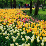 Campo di tulipani - Pasqua in fiore